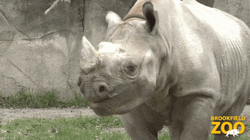 Meal Time Eating GIF by Brookfield Zoo