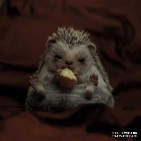 Hedgehog Eating GIF by Staatsloterij