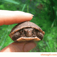 Turtle GIFs - Get the best GIF on GIPHY Turtle GIFs - Get the best GIF on GIPHY