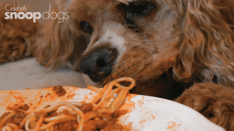 Dogs-eating-spaghetti GIFs - Get the best GIF on GIPHY