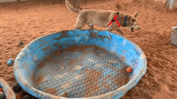 Dog Reaction GIF by Best Friends Animal Society