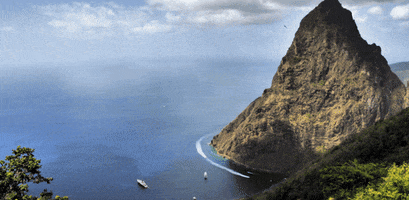 Sea Moss GIF