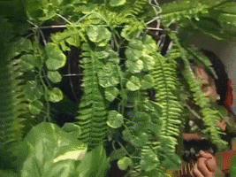 Venezuela GIF