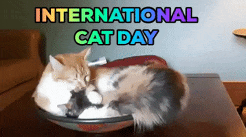 Licking International Cat Day GIF by Robert E Blackmon