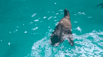 GIF by Mystic Aquarium