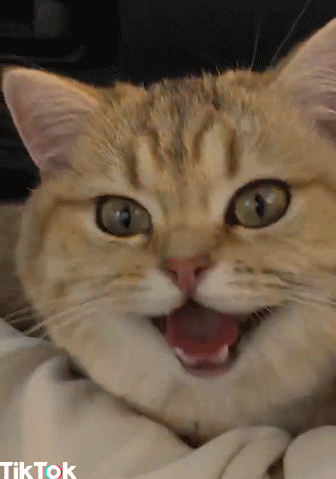 Video gif. Cat with wide eyes and an open smiling mouth looks excited while yellow lights flash on its face.