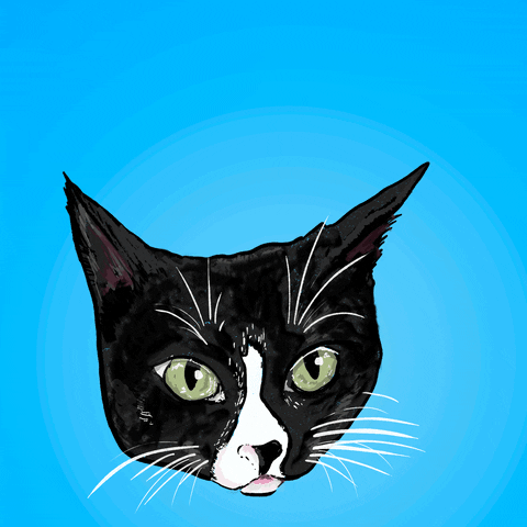 Cat Kitty GIF by megan lockhart
