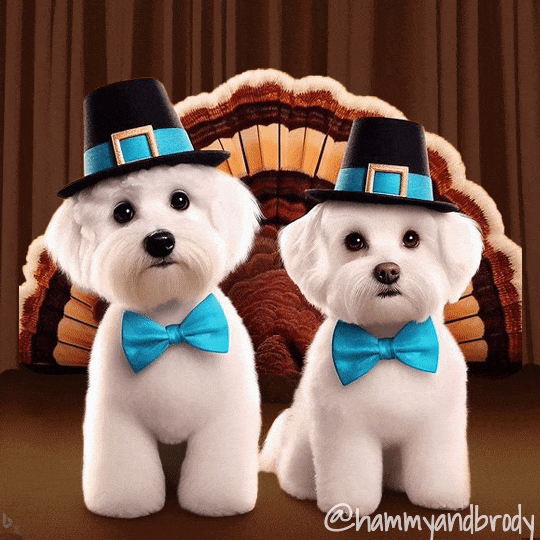 Digital compilation gif. Two innocent-looking tiny white dogs wearing Pilgrim hats and blue bow ties stare at us as a turkey's fanned-out feathers fill the space behind them. Text, "Gobble til you wobble."