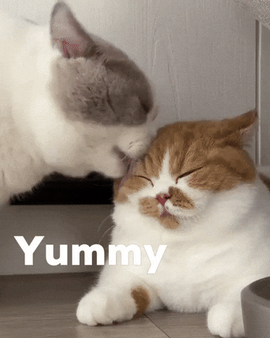 Cat Kitty GIF