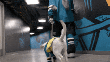 National Hockey League Dog GIF by San Jose Sharks