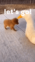 200.gif?cid=fc005b089cf0145ac31f145d1bb6a0cc1d6dde6ae977b430&rid=200.gif&ct=g