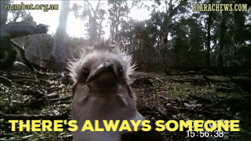 Biara Chews GIF