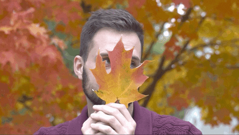 Fall Leaves GIFs - Find & Share on GIPHY