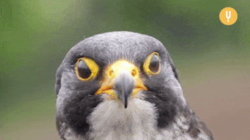 Confused Bird GIF by CuriosityStream