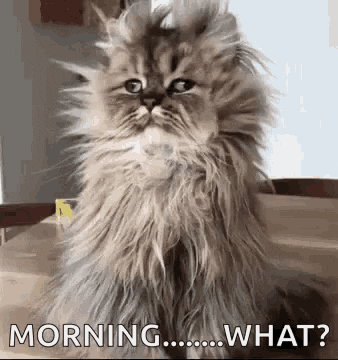 Mornin GIFs - Get the best GIF on GIPHY