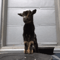 Stand Up GIF by Oregon Zoo