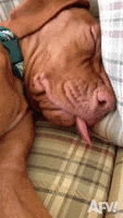 Sleep Reaction GIF by America's Funniest Home Videos