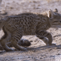 Natures Great Events Cat GIF by BBC America