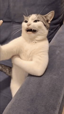 Cat Fart GIF