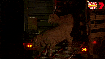 Counting Sheep GIF by Channel 7