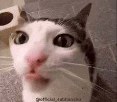 Cats Teeth GIF