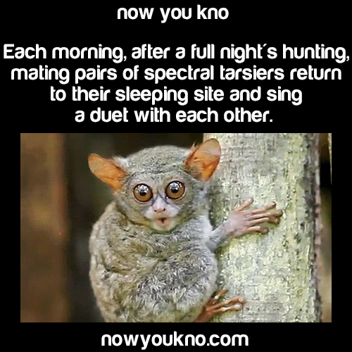 Wildlife gif. A spectral tarsier is on the side of a tree singing. Text, "Now you know. Each morning, after a full night's hunting, mating spectral tarsiers return to their sleeping site and sing a duet with each other."