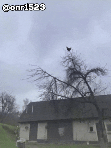Shocked Scream GIF