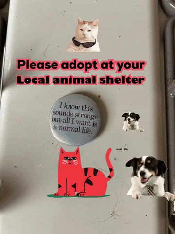 Local Animal Shelter GIF
