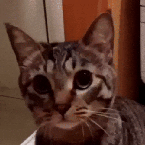 Cat GIF