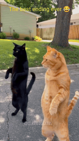 Cats GIF