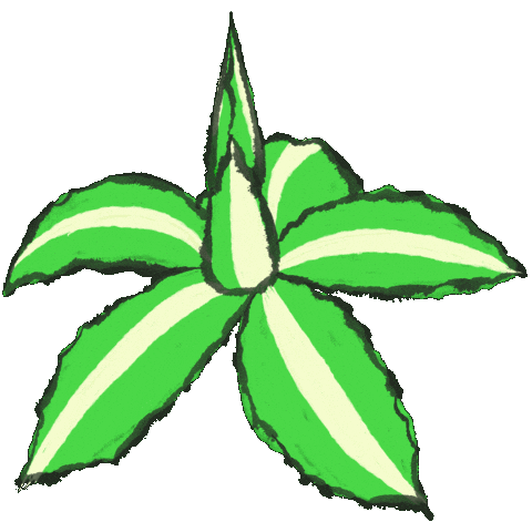 Plant Agave Sticker