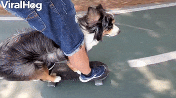 Skateboarding Dog Rides With Owner GIF by ViralHog