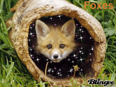 foxes