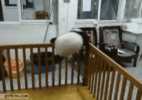 panda hostage GIF