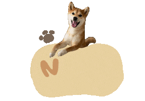 柴犬 Sticker