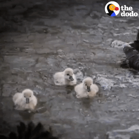 Family Swimming GIF by The Dodo