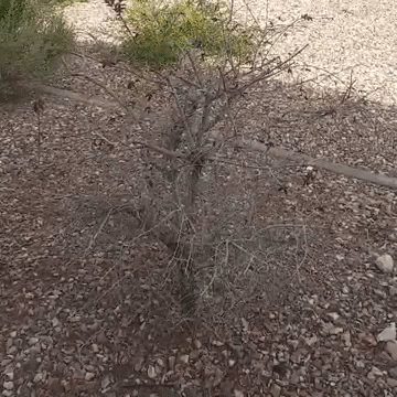 In The Bushes Tree GIF by Dr. Donna Thomas Rodgers - Find & Share on GIPHY