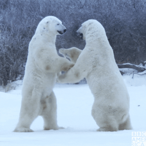 Polar Bear Hug GIF by BBC America