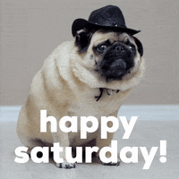 Saturday Morning Dog GIF by Sealed With A GIF