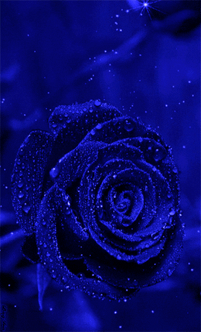 rosa azul GIF