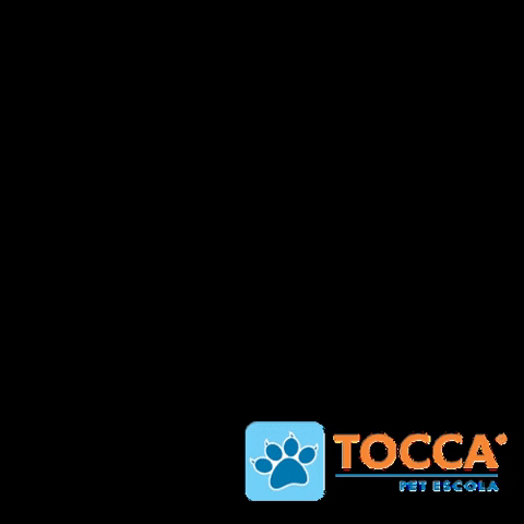 Groomer Banho E Tosa GIF by Tocca Pet Escola