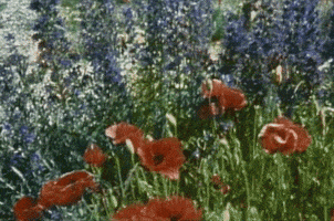 flowers earth day GIF