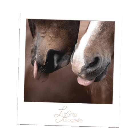 Horse Sticker by luzentefotografie