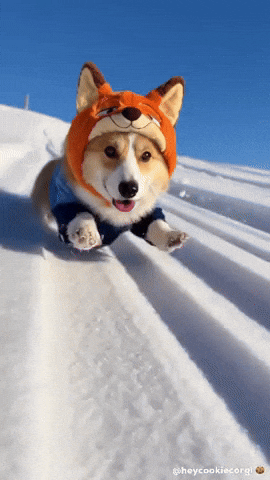 Puppy Corgi GIF
