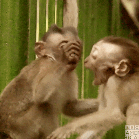 Cute Monkeys Gifs Get The Best Gif On Giphy