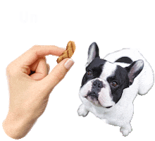 Mon Ami Mascotas Sticker