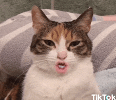 Chat Animaux GIF by TikTok France