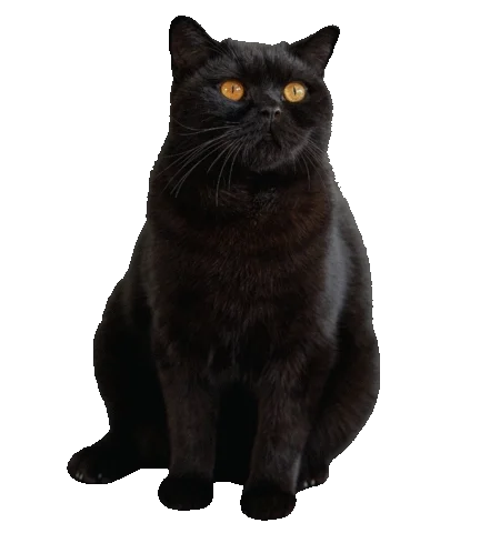 suspense paranormal, horror gótico, contos macabros, antologia de halloween, clássicos do horror, fantasia sombria, histórias arrepiantes, literatura de horror, leitura sombria gato preto