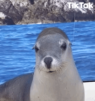 Happy Ocean GIF by TikTok - Find & Share on GIPHY