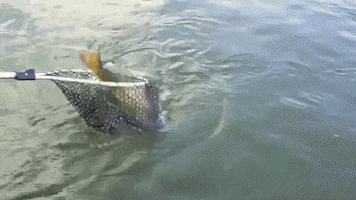 Carp Fishing GIF